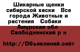 Шикарные щенки сибирской хаски - Все города Животные и растения » Собаки   . Амурская обл.,Свободненский р-н